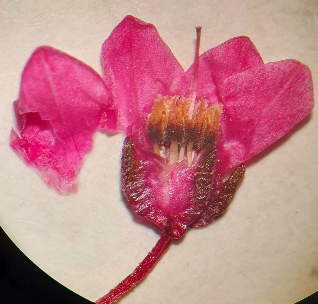 Erica Tetrathecoides