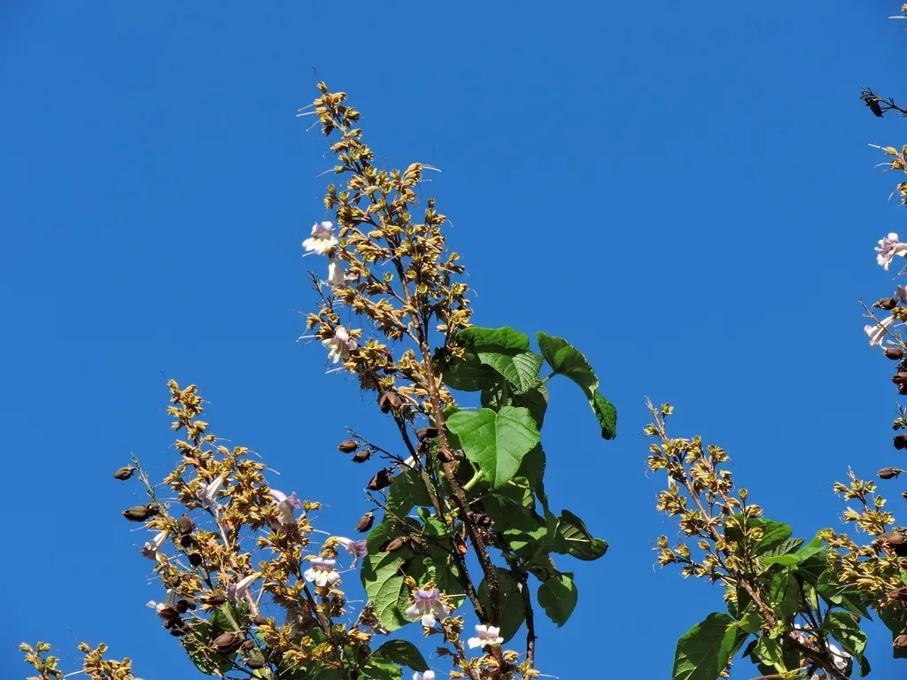 Paulownia × Taiwaniana