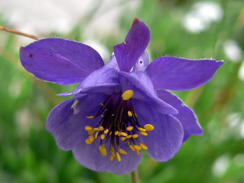 Aquilegia Confusa