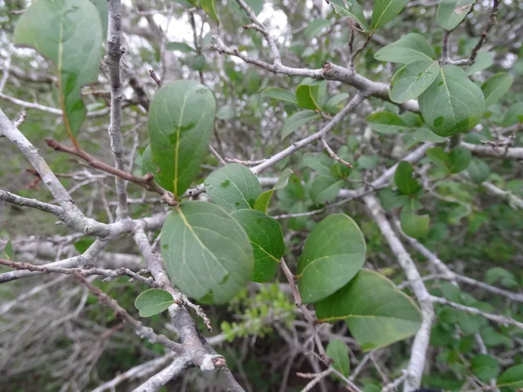 Diospyros Palmeri
