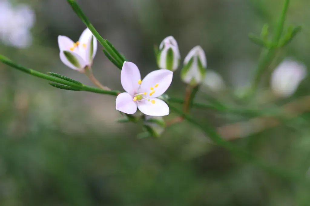 Cyanothamnus Bussellianus