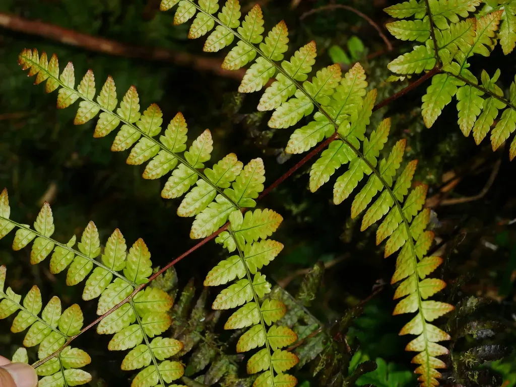 Dryopteris Tenuicula