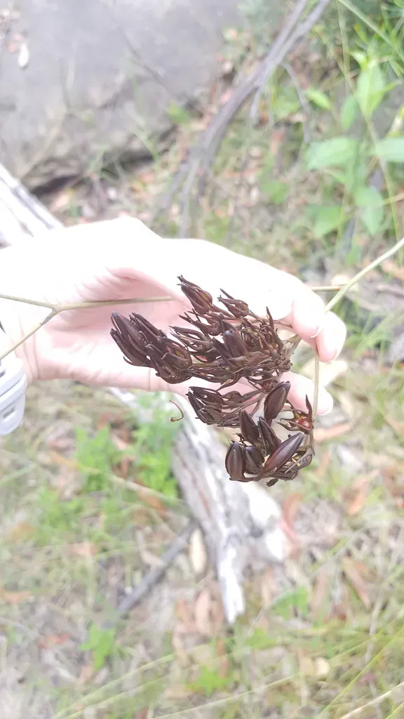 Strap-leaf Bloodroot