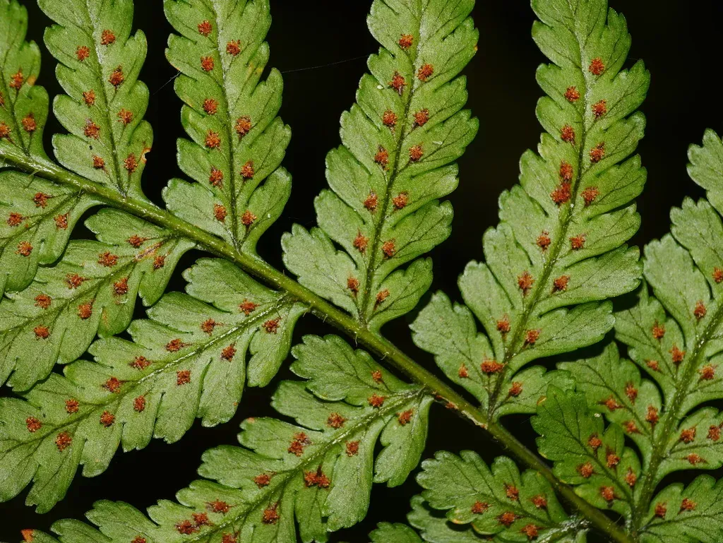 Dryopteris Hendersonii