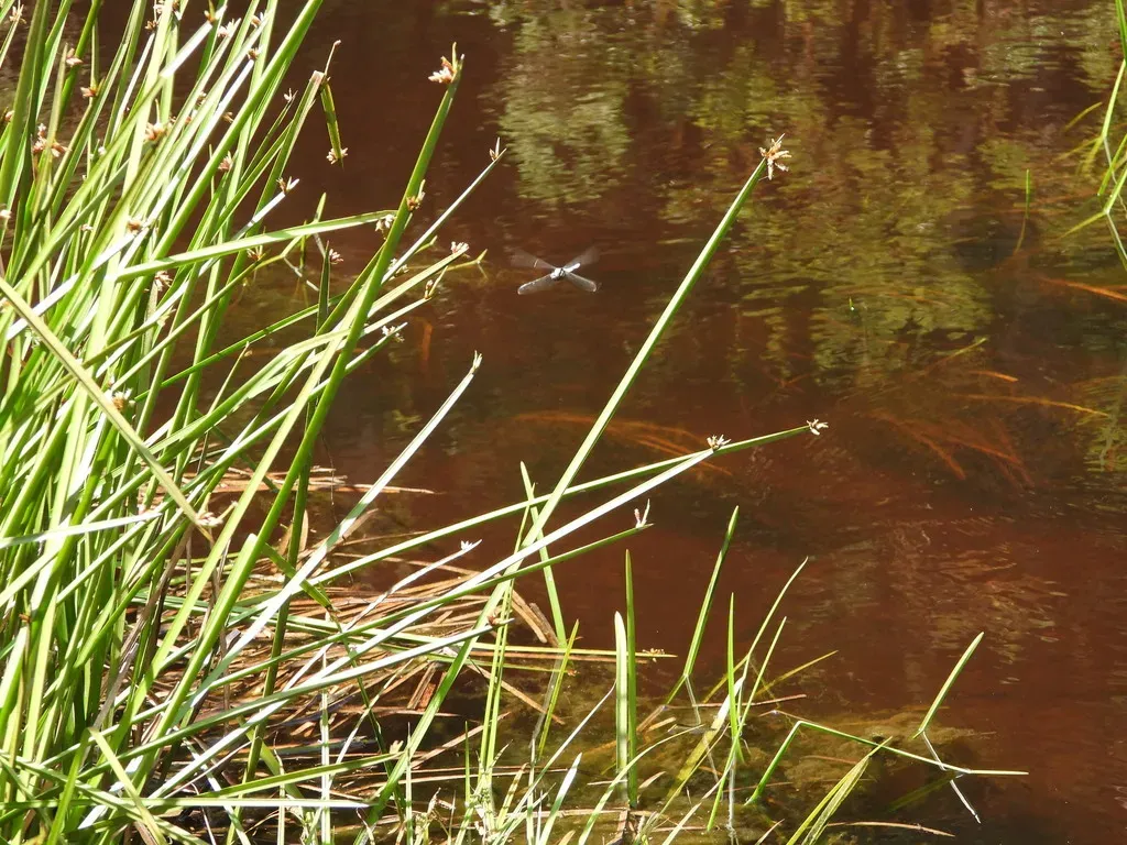 Schoenoplectiella Multiseta