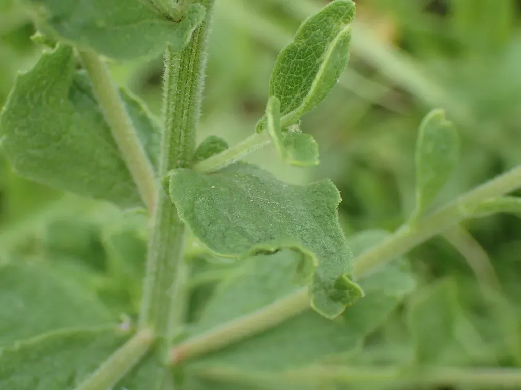 Nidorella Auriculata