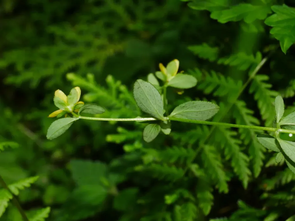 Hypericum Taihezanense
