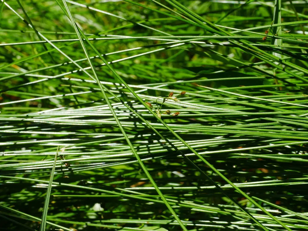 Juncus Tobdeniorum