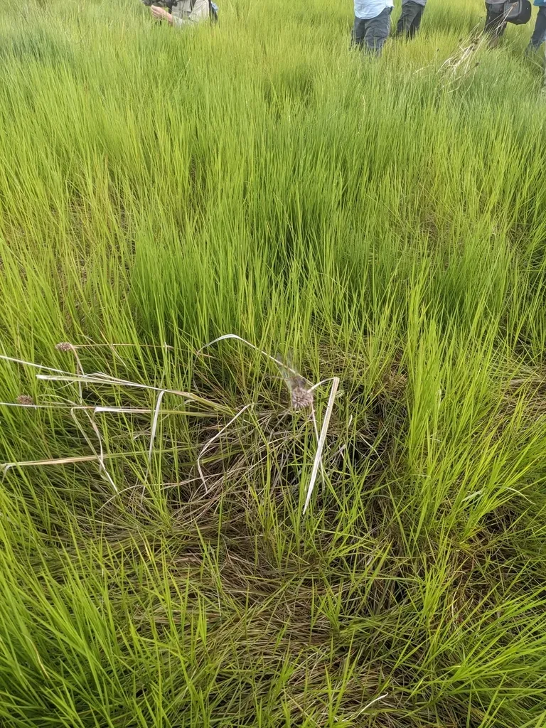 Creeping False Paspalum