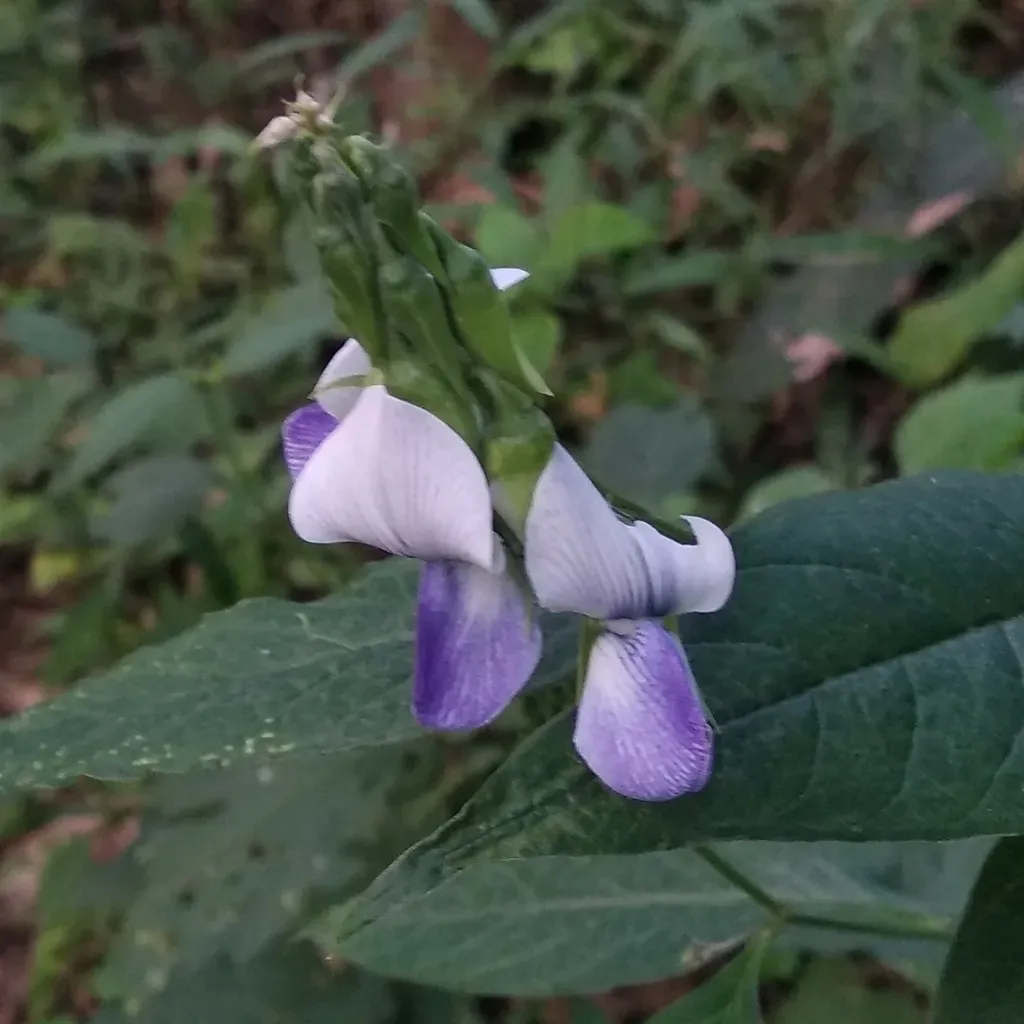 Crotalaria Heyneana