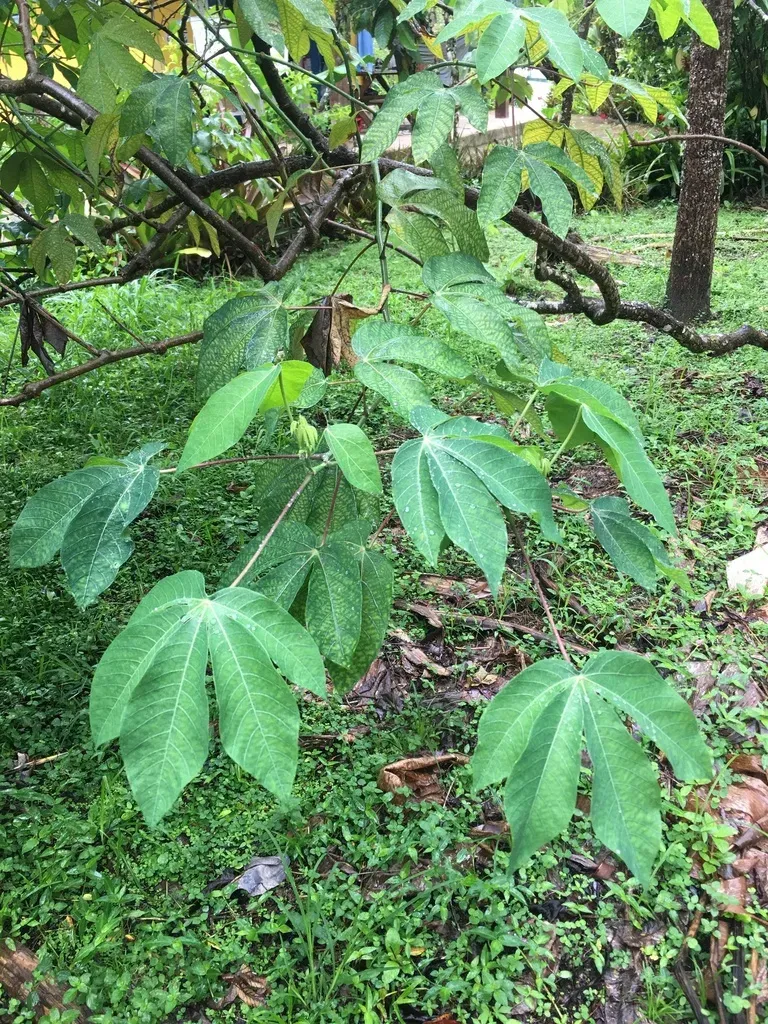 Manihot Carthagenensis