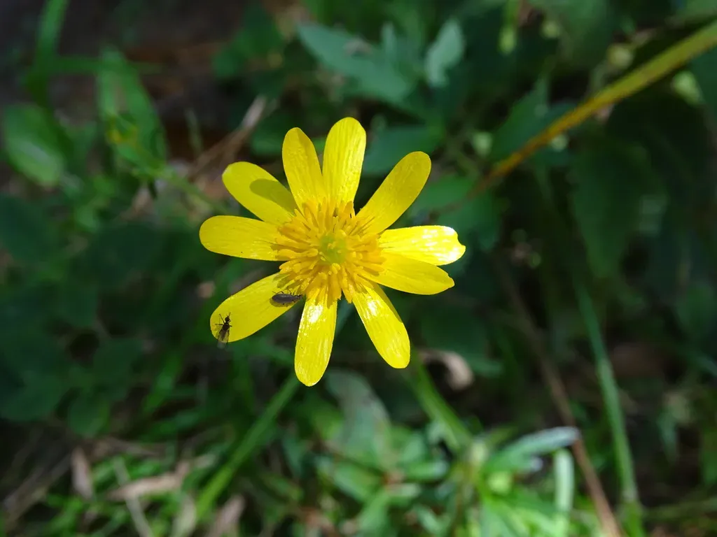 Latin American Buttercup
