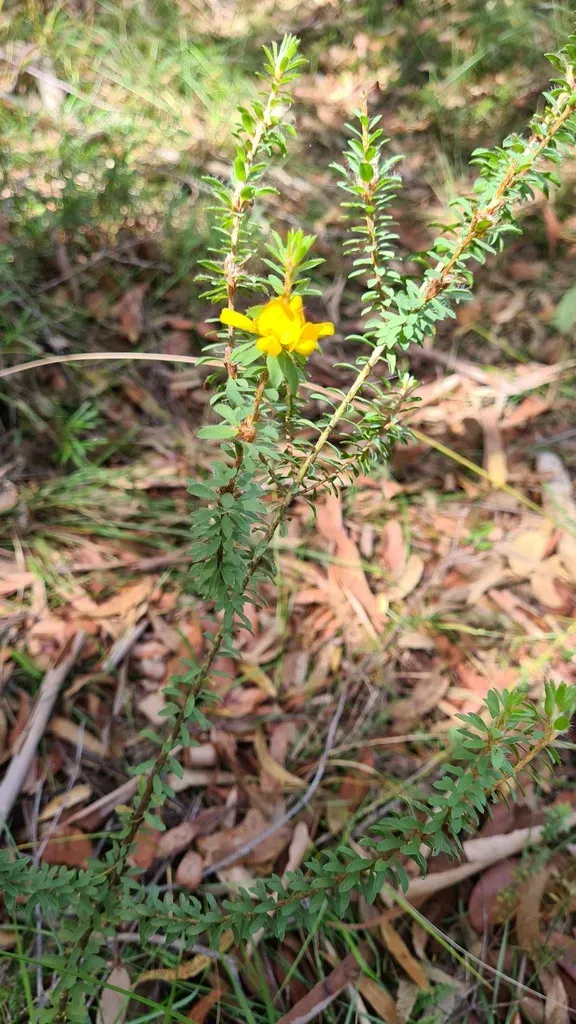Large Bronze Bush-pea