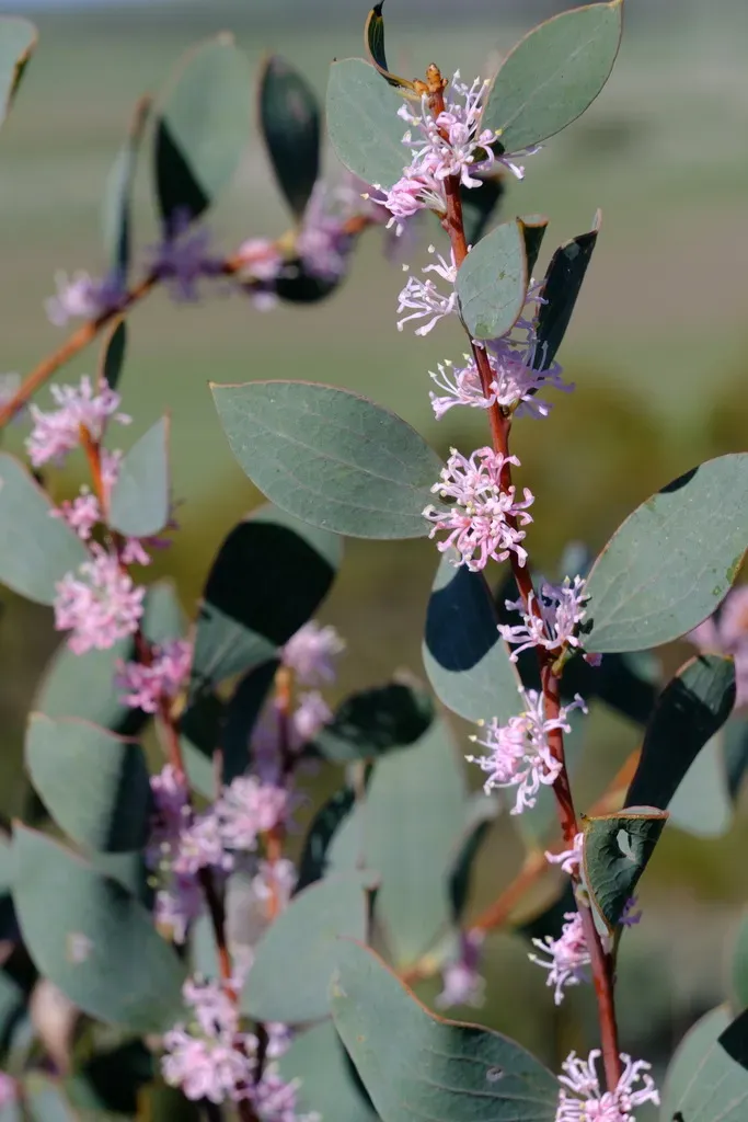 Hakea Neurophylla