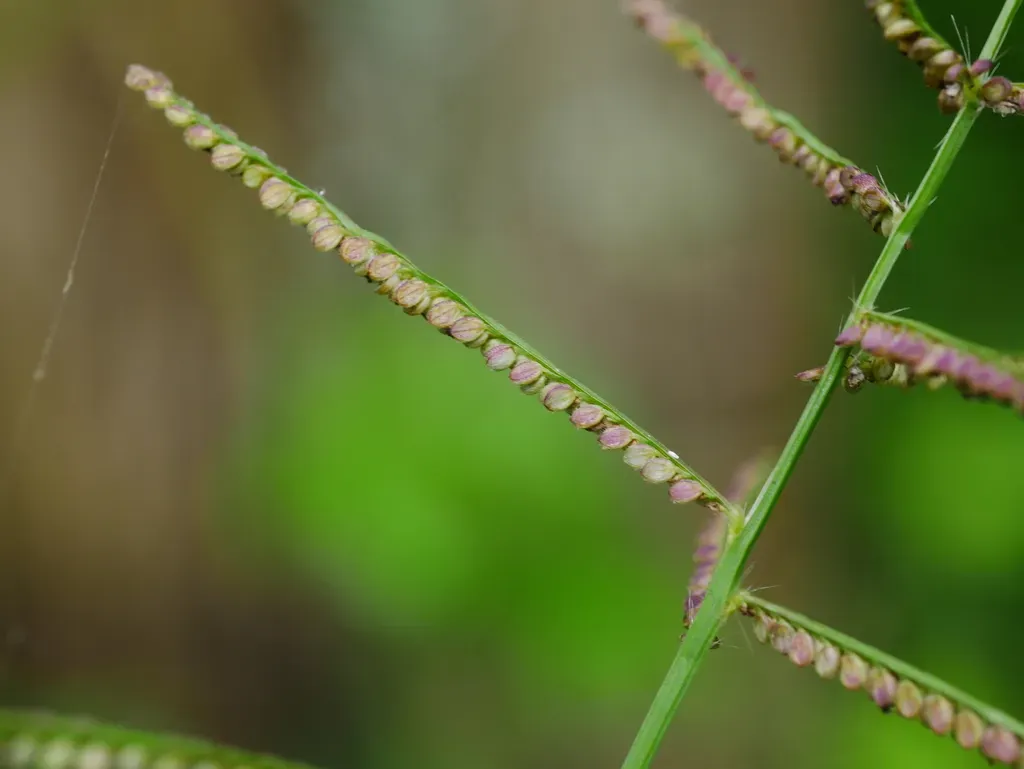 Russell River Grass