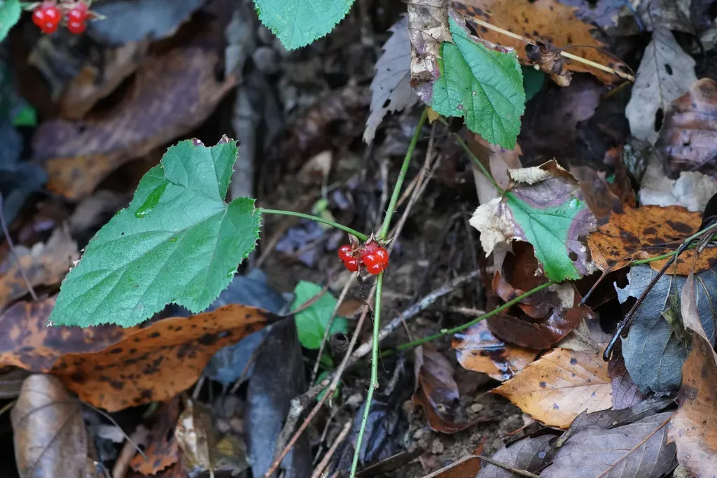Rubus Hakonensis