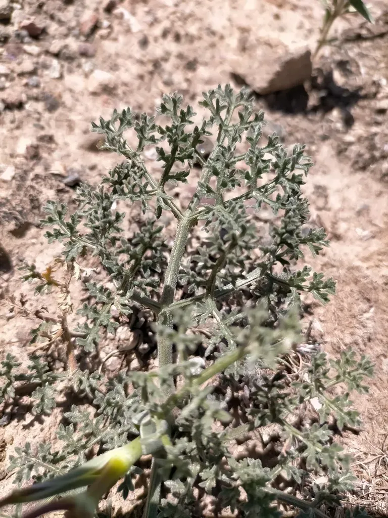 Ferula Syreitschikowii