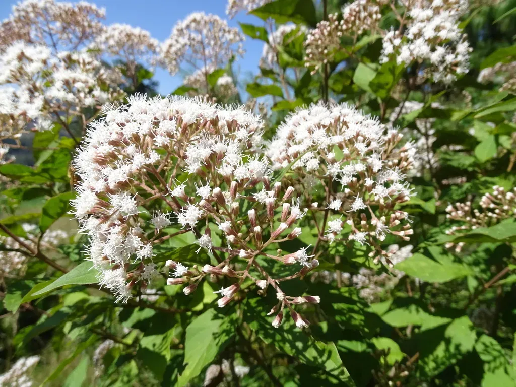 Ageratina Ligustrina