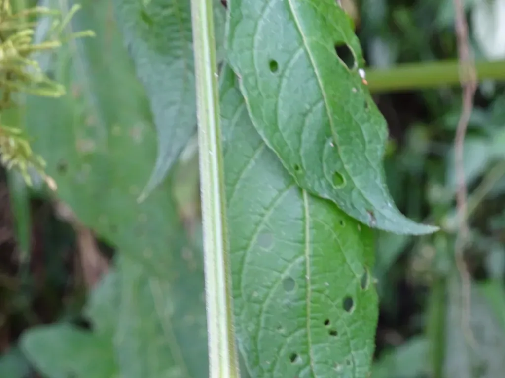 Jaltomata Repandidentata