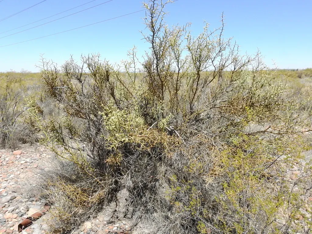 Hualania Colletioides