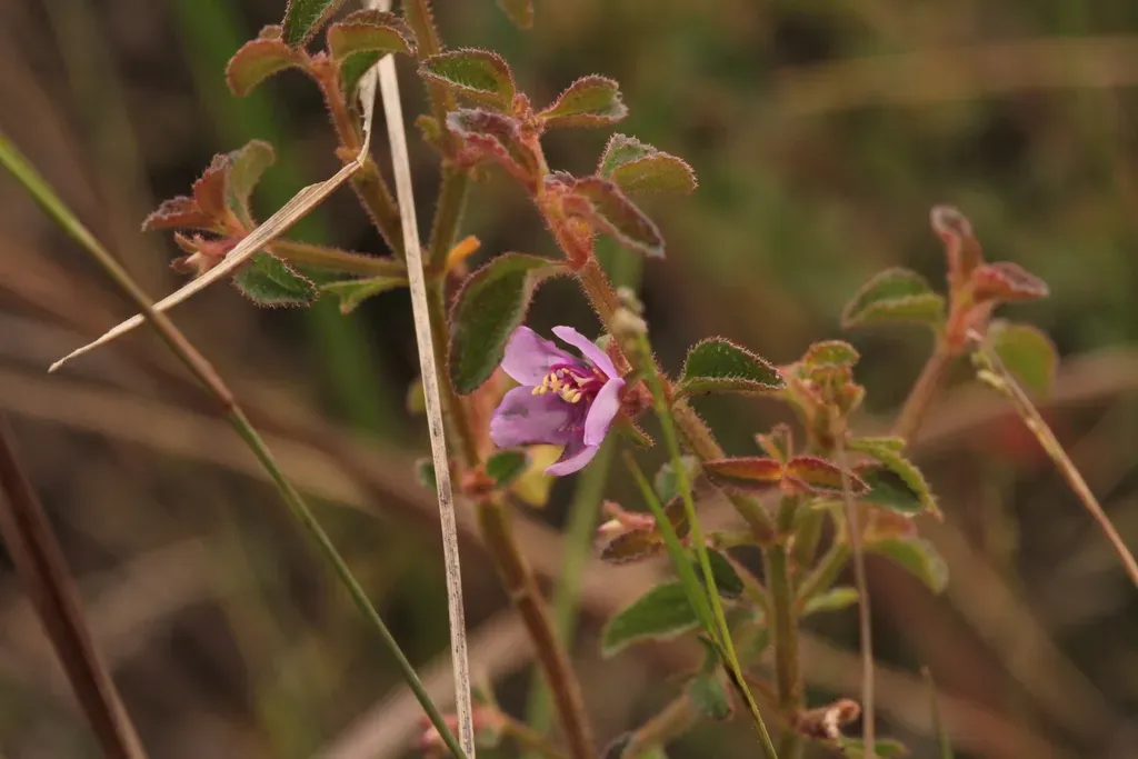 Acisanthera Uniflora