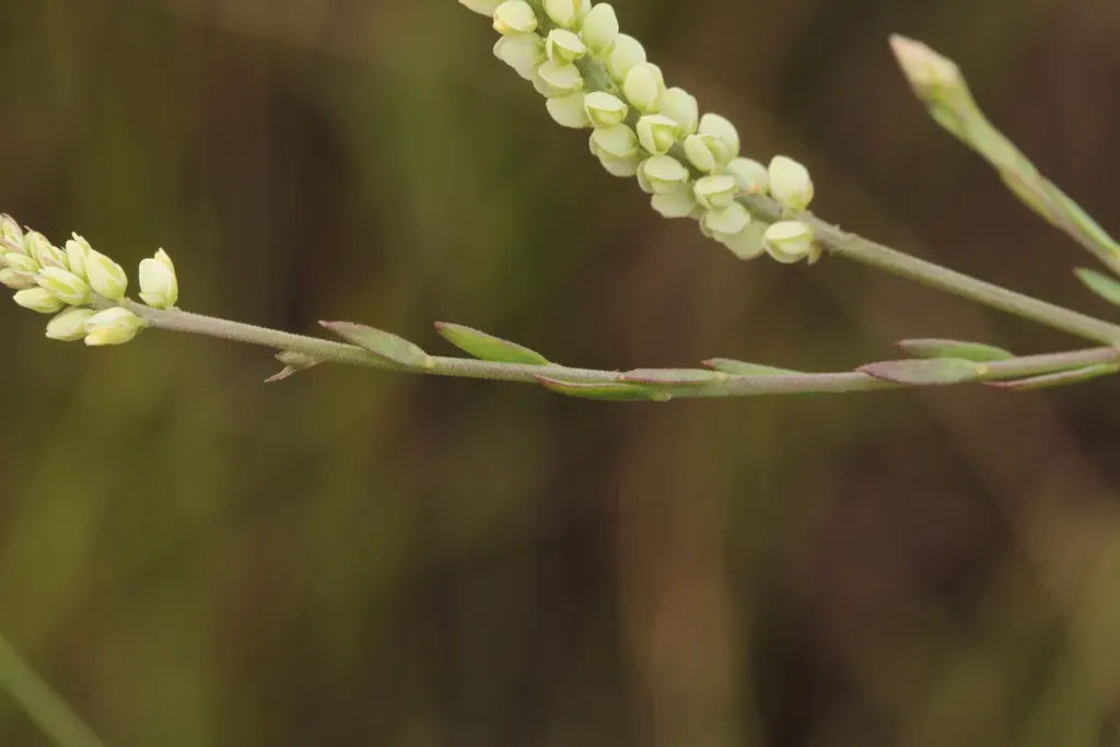 Senega Blakeana
