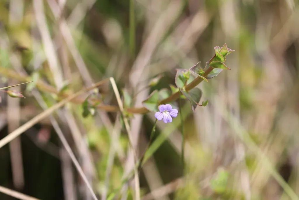 Bacopa Aubletiana