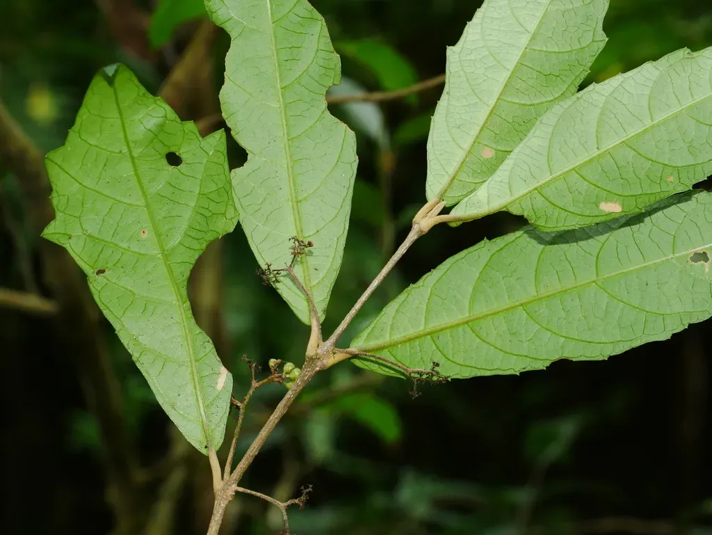Callicarpa Remotiserrulata