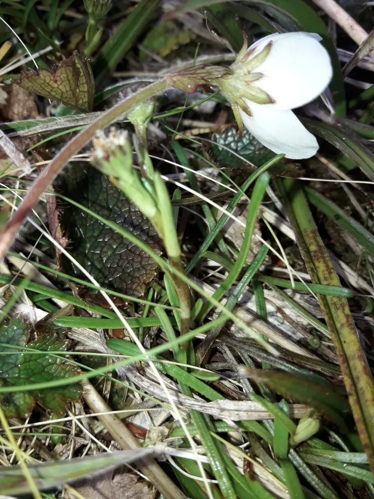 Abrotanella Linearis