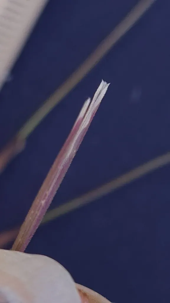Austrostipa Pubescens