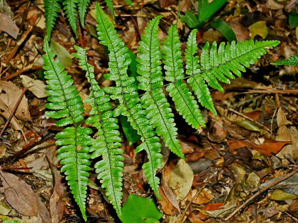 Dryopteris Tenuipes