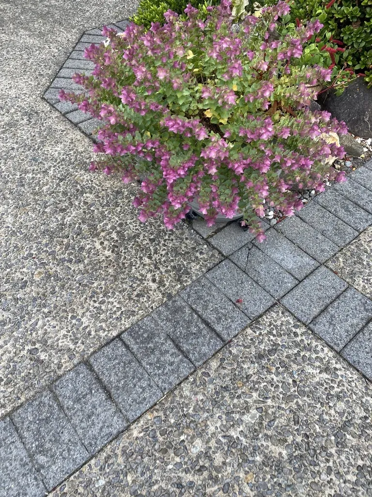 Origanum Libanoticum