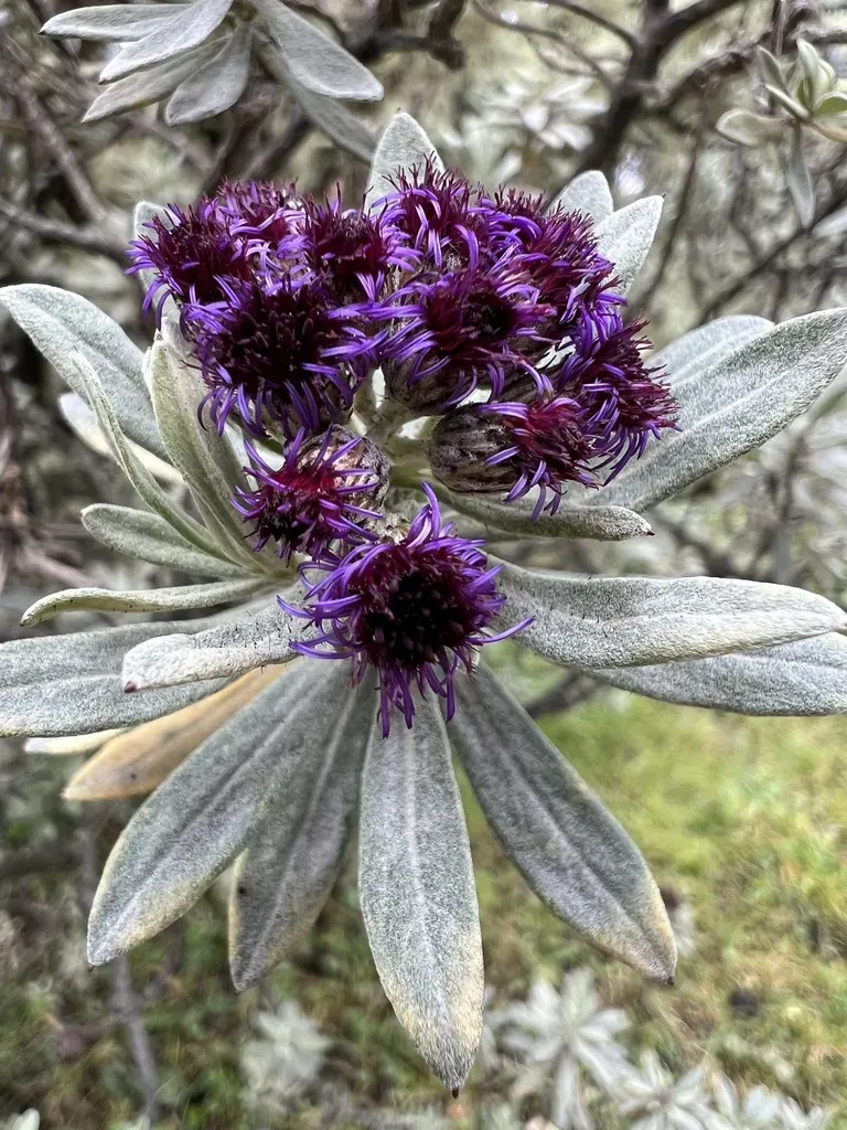 Linochilus Schultzii