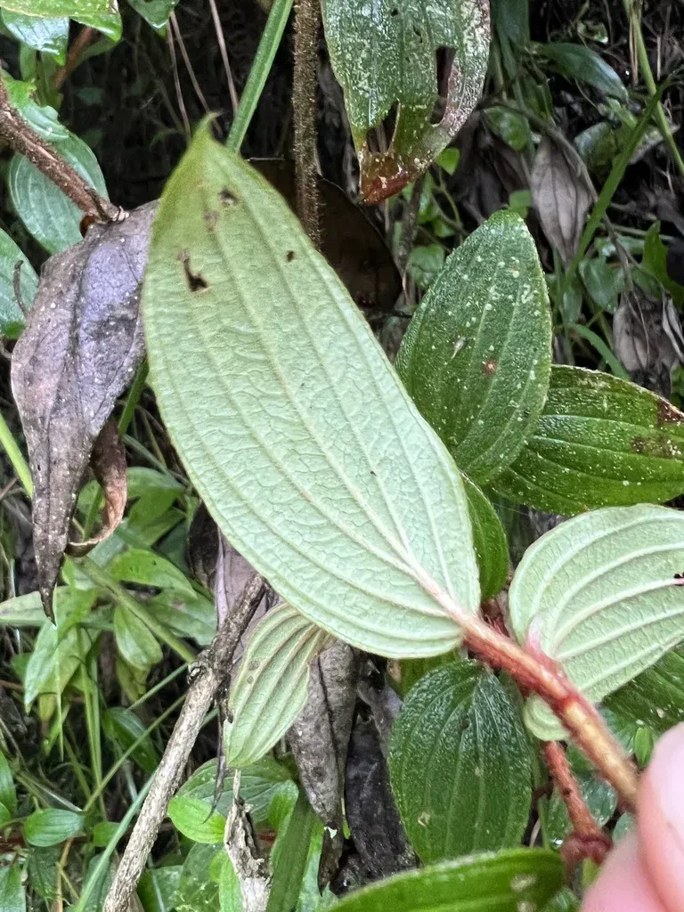 Monochaetum Multiflorum