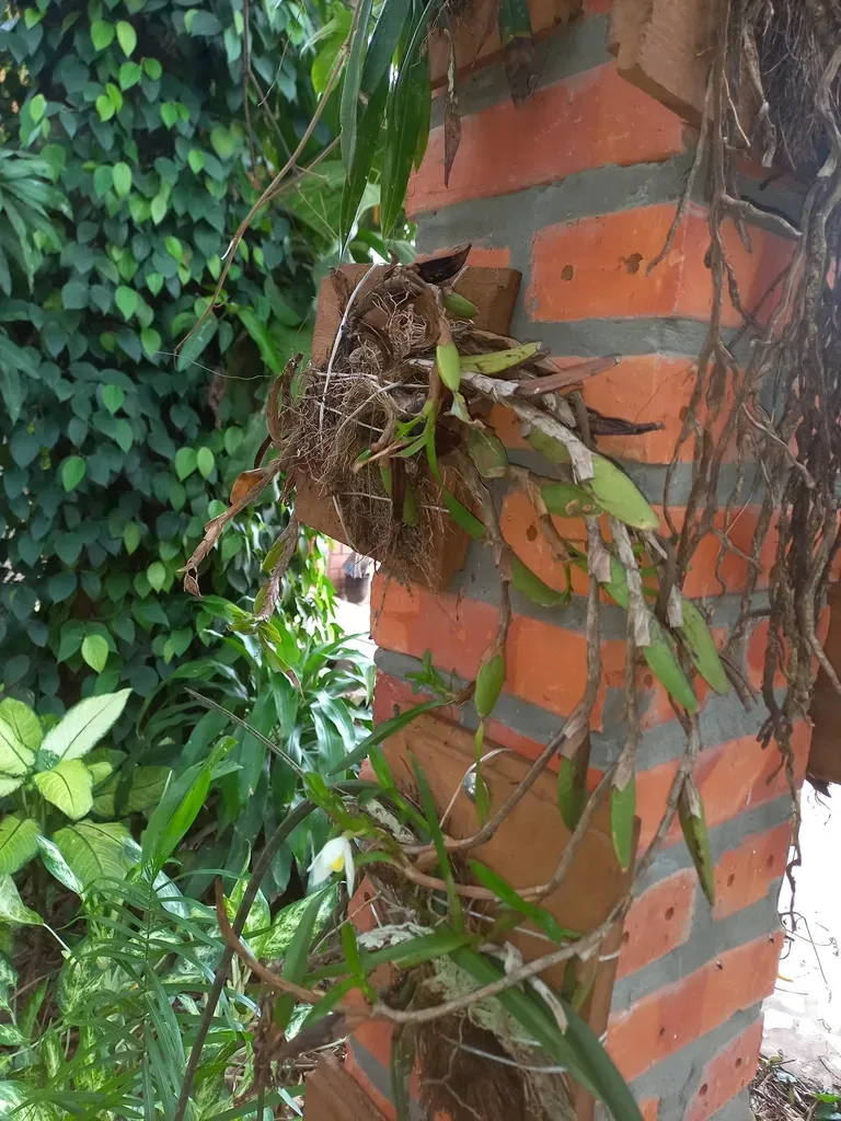 Maxillaria Lutescens