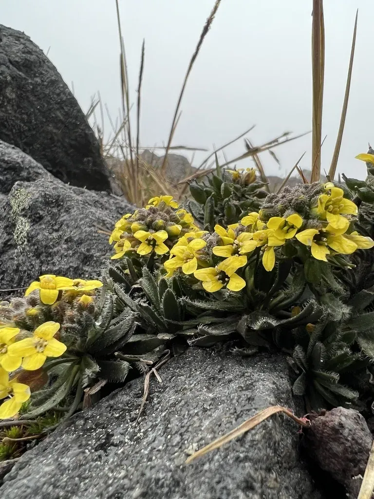 Draba Pennell-hazenii