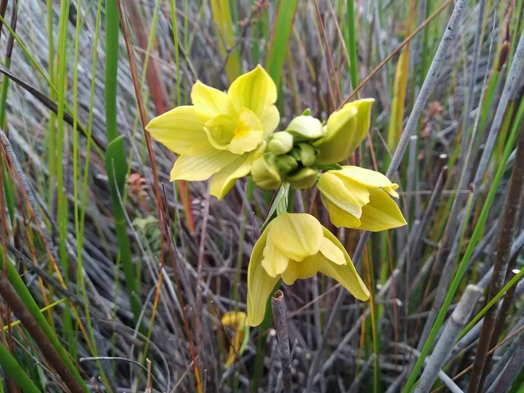 Fynbos Harlequin