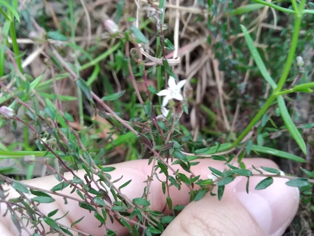 Wahlenbergia Parvifolia