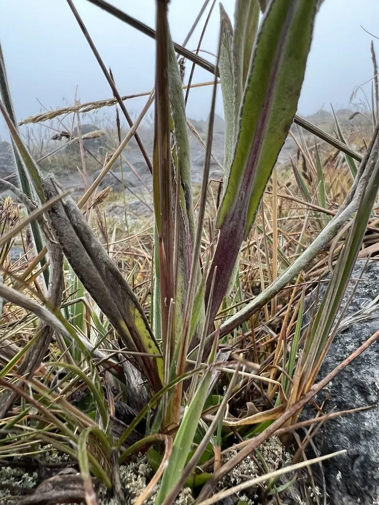 Senecio Rubrilacunae