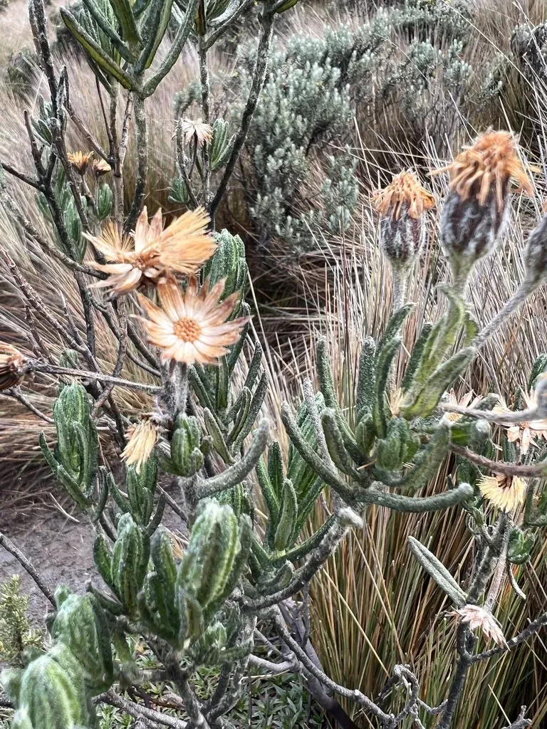 Linochilus Eriophorus