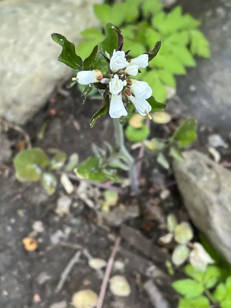 Cardamine Glacialis
