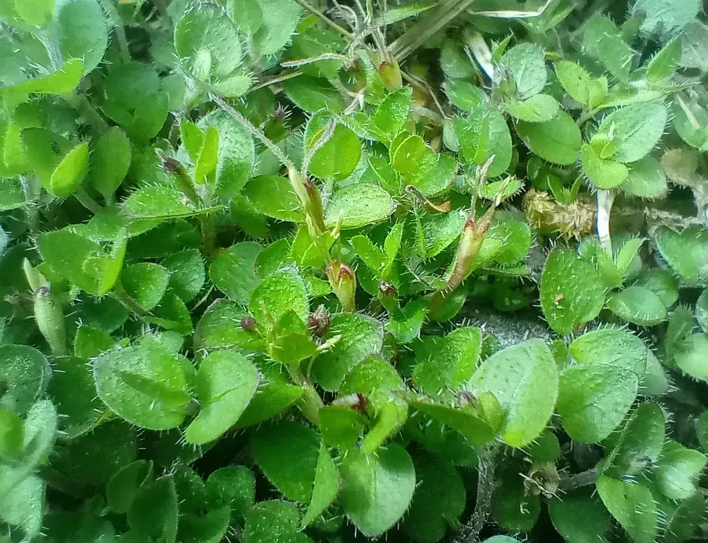 Leptostigma Setulosum