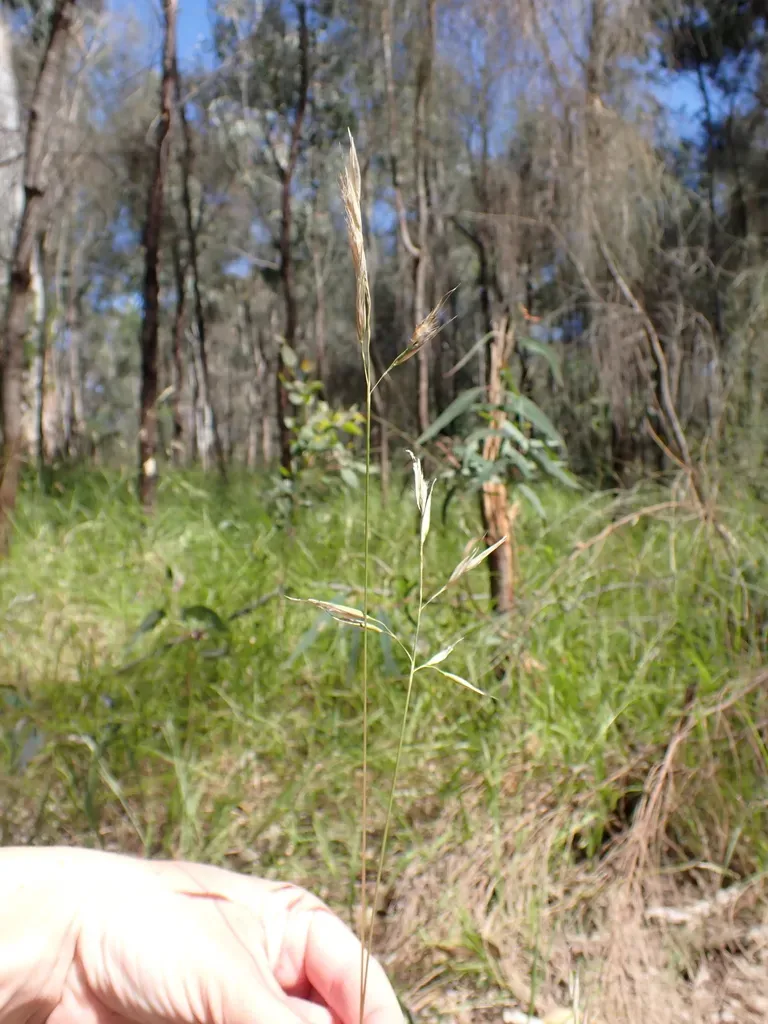 Smooth Wallaby-grass