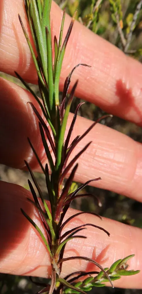 Wahlenbergia Subulata