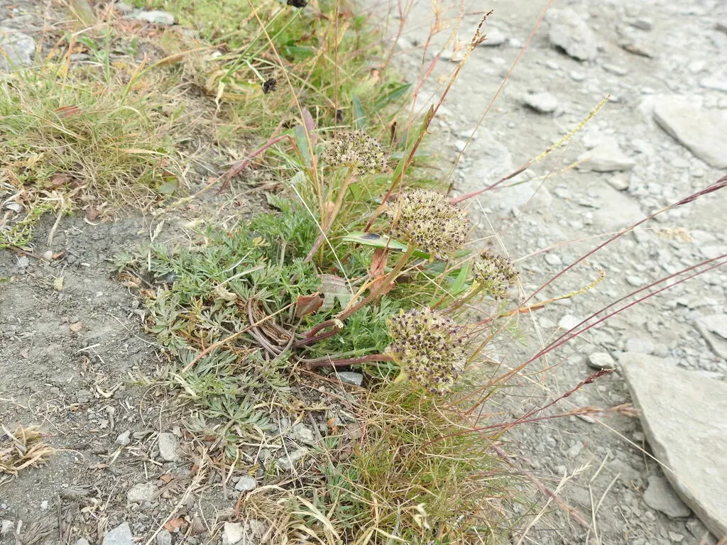 Small Alpine Lovage