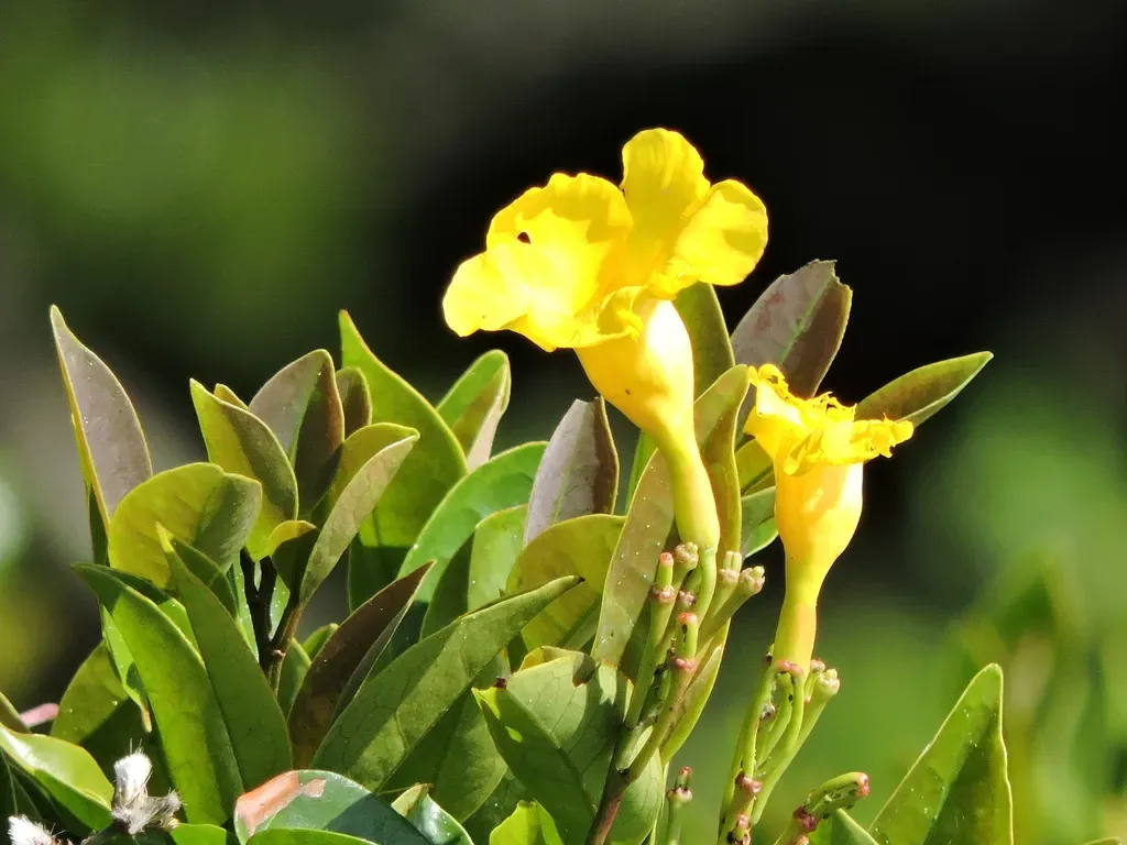 Mandevilla Funiformis