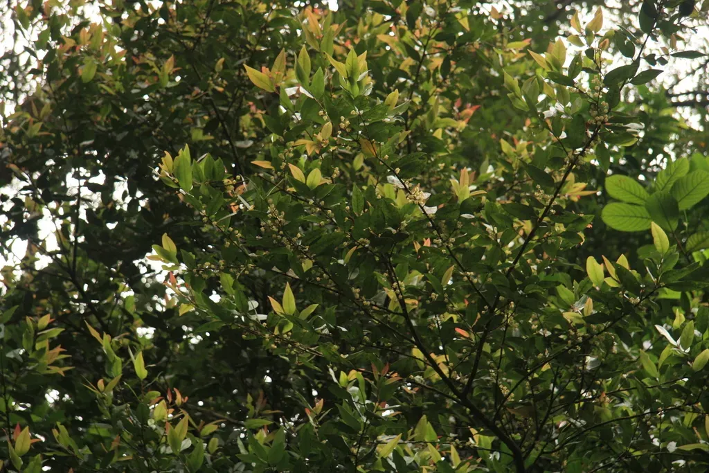 Litsea Udayanii