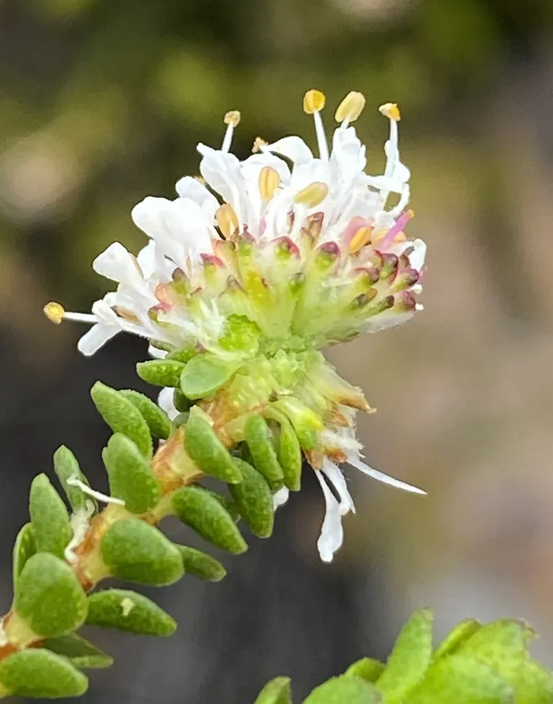 Agathosma Alticola
