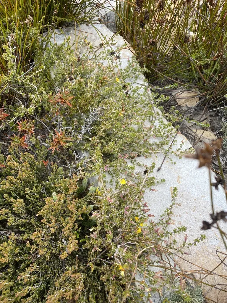 Yellowspike Capegorse