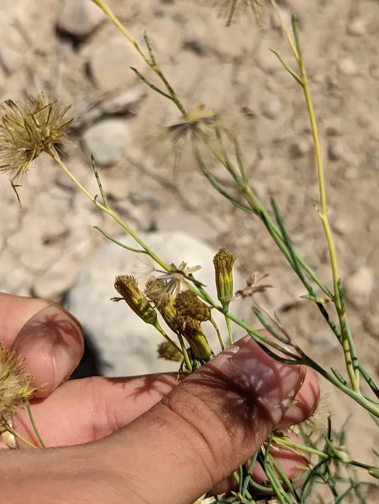 Trans-pecos Poreleaf